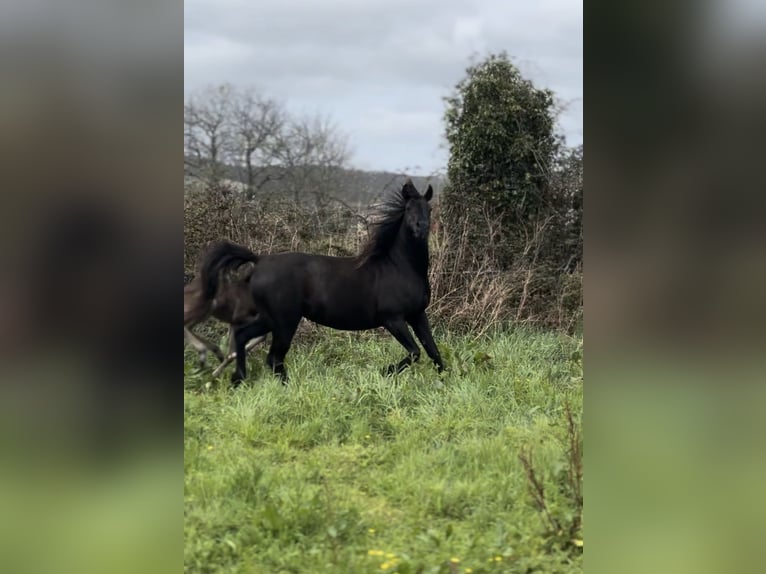Arabian horses Mare 12 years 14,1 hh Black in Tufions, Vimianzo