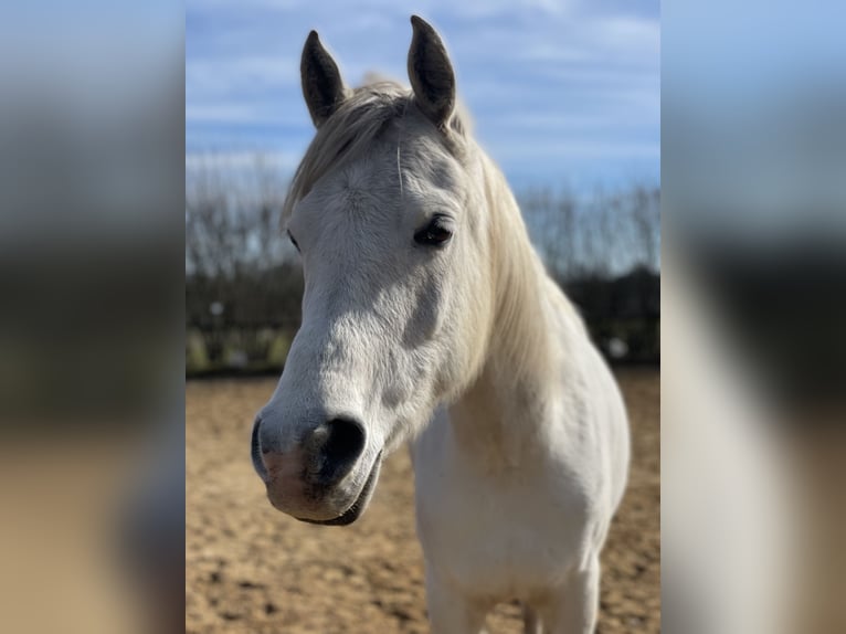 Arabian horses Mare 12 years 14,1 hh Grey in Beverstedt