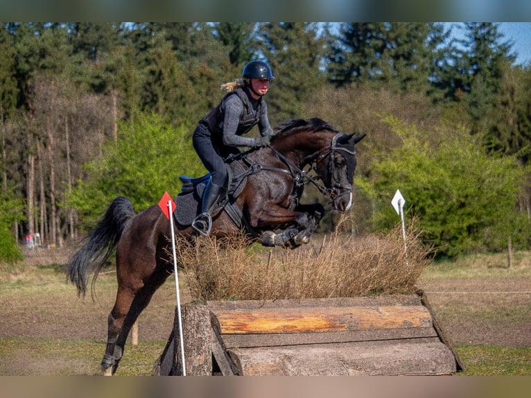 Arabian horses Mare 12 years 14,2 hh Black in Middenbeemster