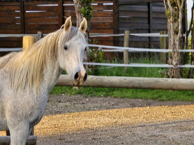 Arabian horses Mare 12 years 14,2 hh Grey-Fleabitten in COURS LES BARRES