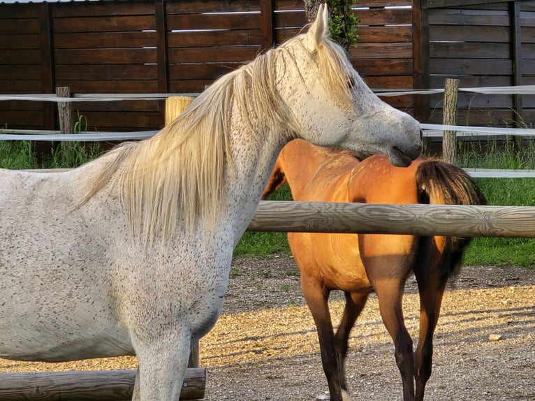 Arabian horses Mare 12 years 14,2 hh Grey-Fleabitten in COURS LES BARRES
