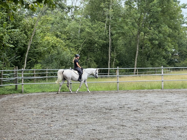 Arabian horses Mare 12 years 14,3 hh Grey in Amtzell