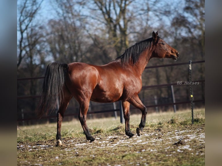 Arabian horses Mare 12 years 15,1 hh Brown in Pastetten