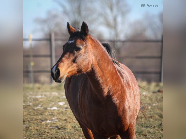 Arabian horses Mare 12 years 15,1 hh Brown in Pastetten