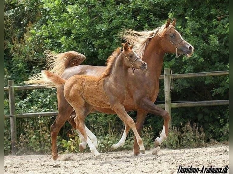 Arabian horses Mare 12 years 15,1 hh Chestnut in Amerang