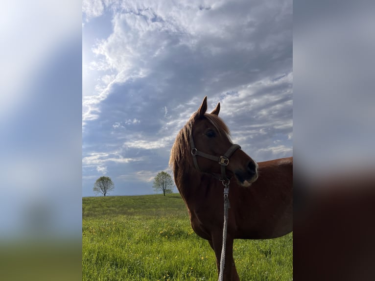 Arabian horses Mare 12 years 15,1 hh Chestnut in Amerang