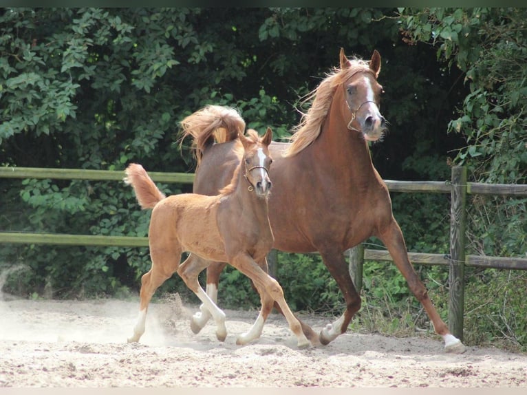 Arabian horses Mare 12 years 15,1 hh Chestnut in Amerang