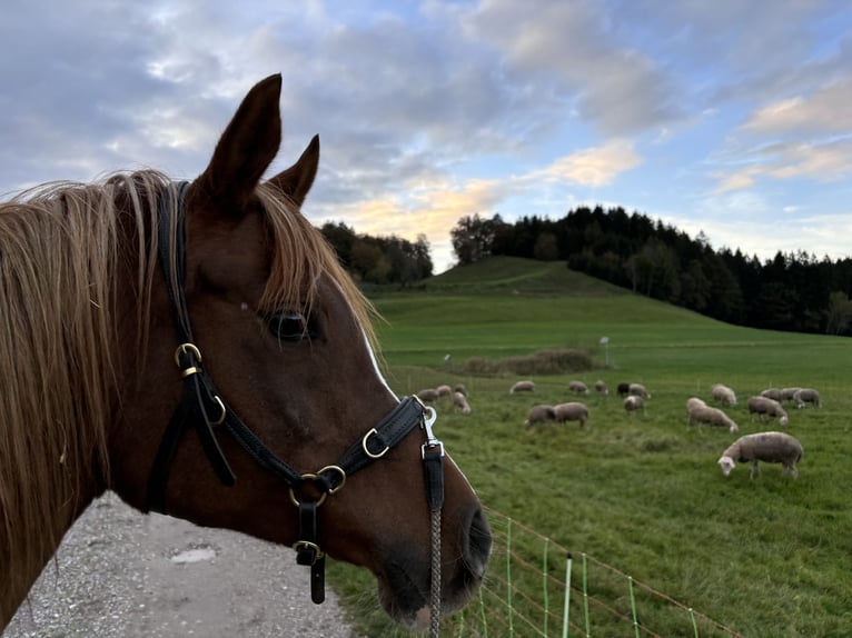 Arabian horses Mare 12 years 15,1 hh Chestnut-Red in Amerang