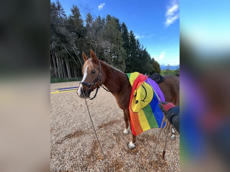 Arabian horses Mare 12 years 15,1 hh Chestnut-Red in Amerang