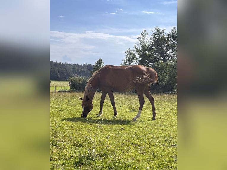 Arabian horses Mare 12 years 15,1 hh Chestnut-Red in Amerang