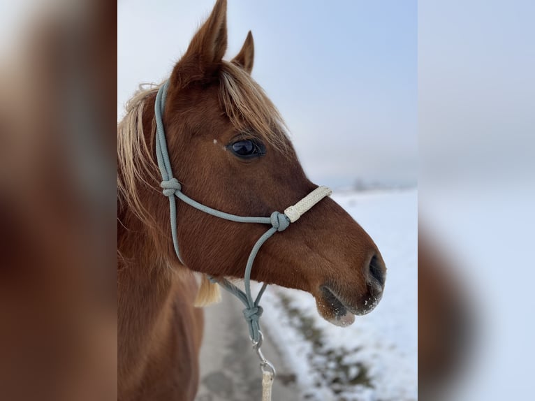 Arabian horses Mare 12 years 15,1 hh Chestnut-Red in Amerang