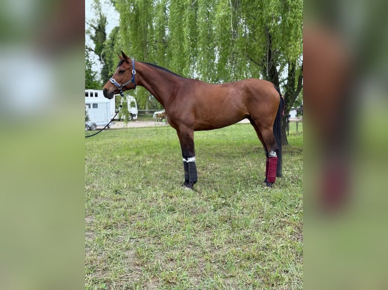 Arabian horses Mare 12 years 15.2 hh Bay in Vysoka pri Morave