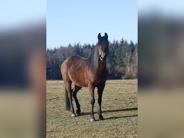 Arabian horses Mare 12 years 15 hh Bay-Dark in Kammlach
