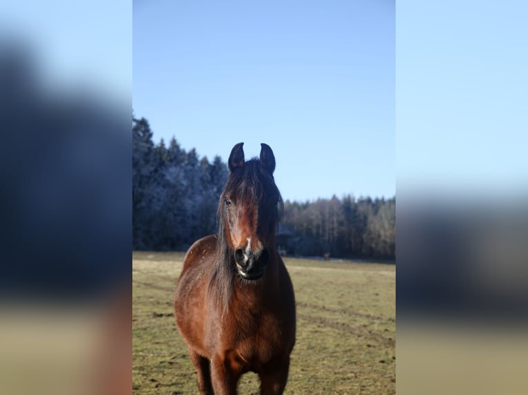 Arabian horses Mare 12 years 15 hh Bay-Dark in Kammlach