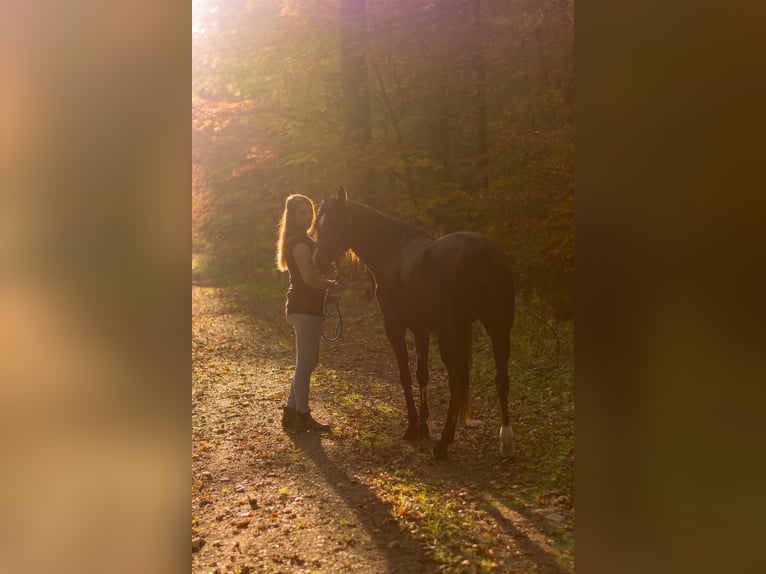 Arabian horses Mare 12 years 15 hh Black in Bochum