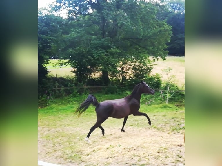 Arabian horses Mare 12 years 15 hh Black in Bochum