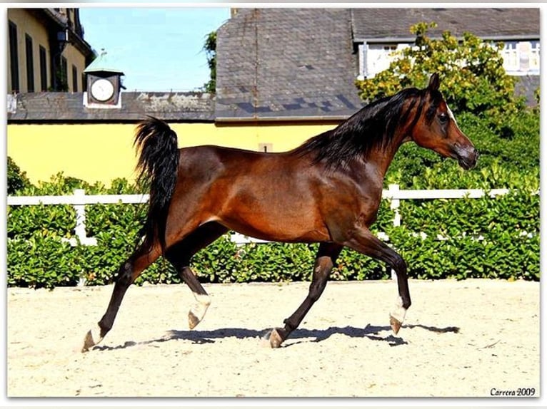 Arabian horses Mare 12 years 15 hh Black in Bochum