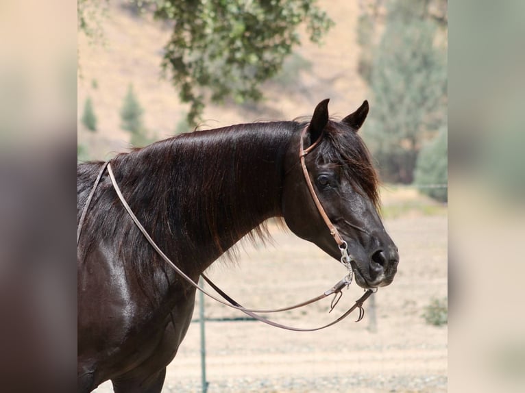 Arabian horses Mare 12 years 15 hh Black in Bitterwater CA