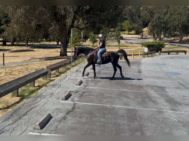 Arabian horses Mare 12 years 15 hh Black in Bitterwater CA