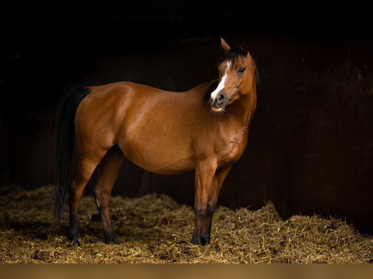 Arabian horses Mare 12 years 15 hh Brown in Komárov