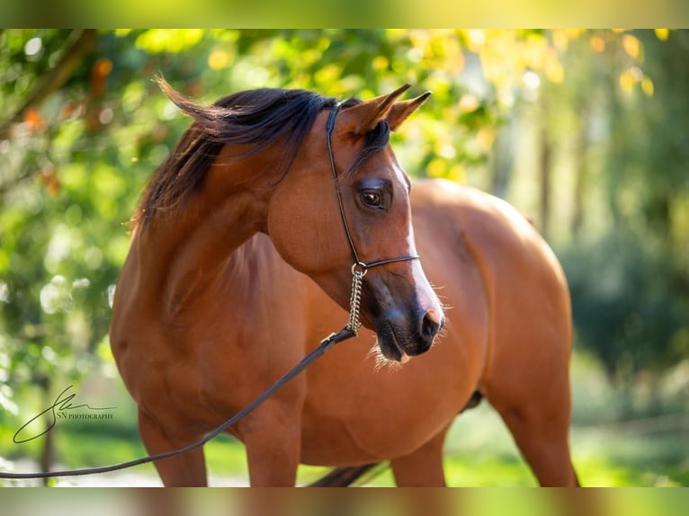 Arabian horses Mare 12 years 15 hh Brown in Komárov