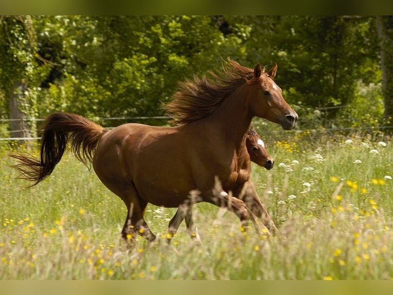 Arabian horses Mare 12 years 15 hh Chestnut in GOVEN