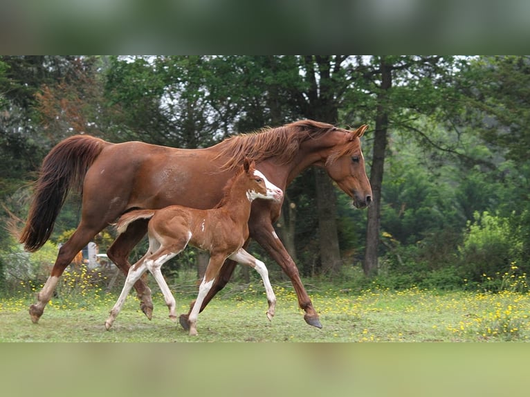 Arabian horses Mare 12 years 15 hh Chestnut in GOVEN