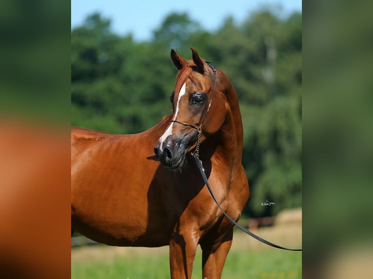 Arabian horses Mare 12 years 15 hh Chestnut-Red in JEZOW