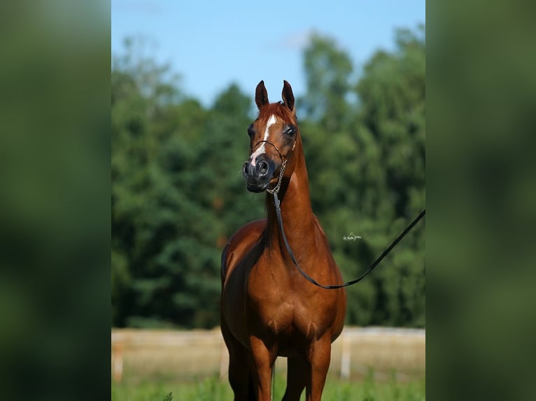 Arabian horses Mare 12 years 15 hh Chestnut-Red in JEZOW