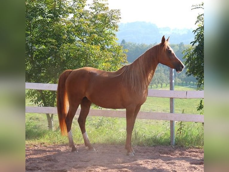 Arabian horses Mare 12 years 15 hh Chestnut-Red in Freiamt