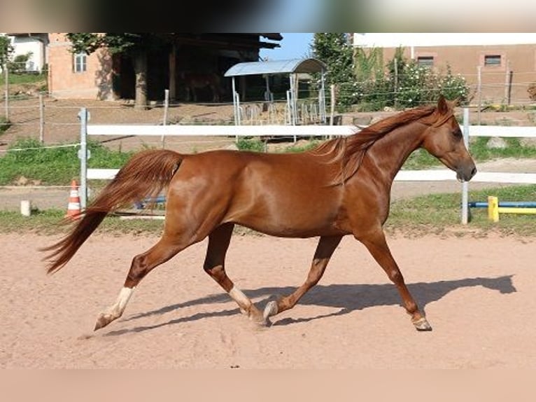 Arabian horses Mare 12 years 15 hh Chestnut-Red in Freiamt