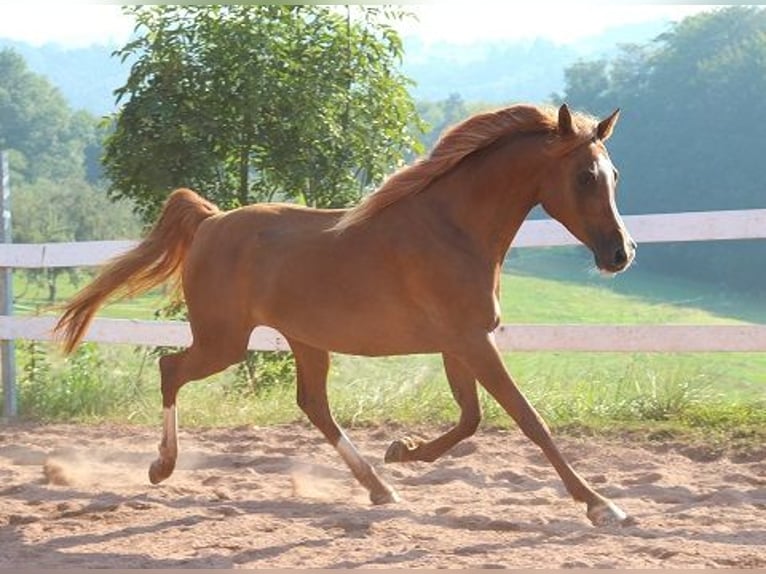 Arabian horses Mare 12 years 15 hh Chestnut-Red in Freiamt