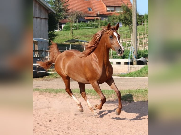 Arabian horses Mare 12 years 15 hh Chestnut-Red in Freiamt