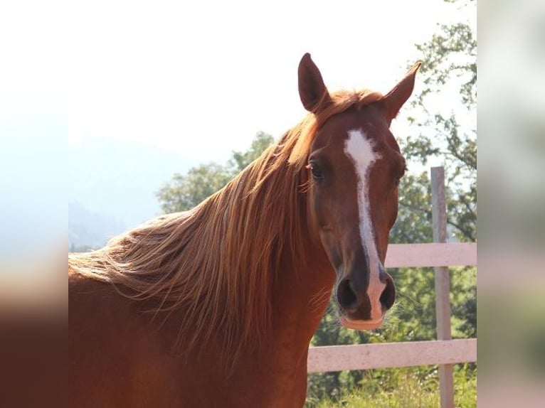 Arabian horses Mare 12 years 15 hh Chestnut-Red in Freiamt