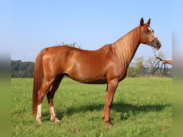 Arabian horses Mare 12 years 15 hh Chestnut-Red in Freiamt