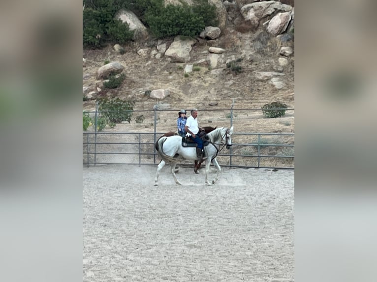 Arabian horses Mare 12 years 15 hh Grey-Dapple in Chatsworth