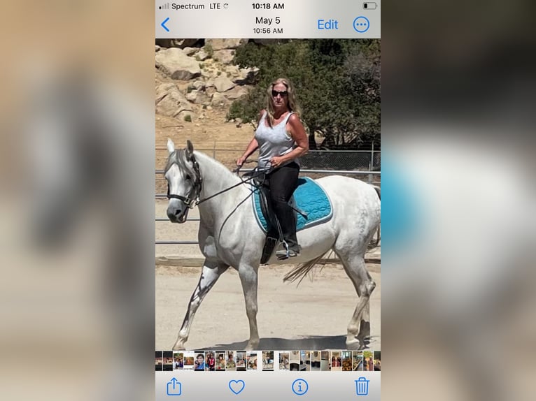 Arabian horses Mare 12 years 15 hh Grey-Dapple in Chatsworth