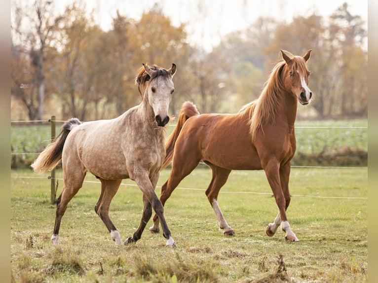 Arabian horses Mare 12 years 15,1 hh Chestnut in M&#xF8;rk&#xF8;v