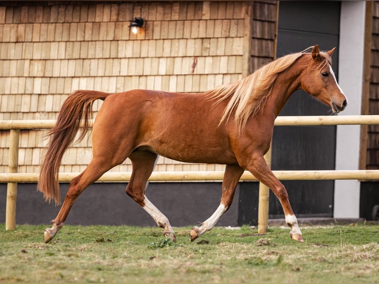 Arabian horses Mare 12 years 15,1 hh Chestnut in M&#xF8;rk&#xF8;v