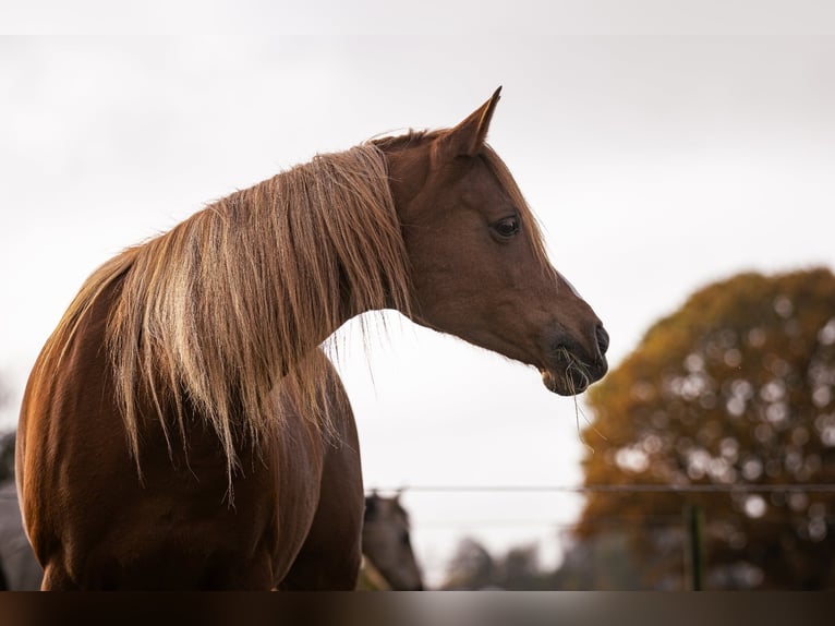 Arabian horses Mare 12 years 15,1 hh Chestnut in M&#xF8;rk&#xF8;v