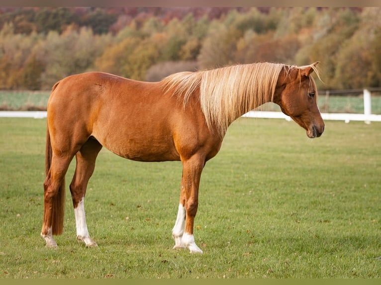 Arabian horses Mare 12 years 15,1 hh Chestnut in M&#xF8;rk&#xF8;v