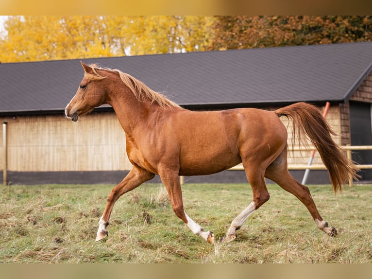 Arabian horses Mare 12 years 15,1 hh Chestnut in M&#xF8;rk&#xF8;v