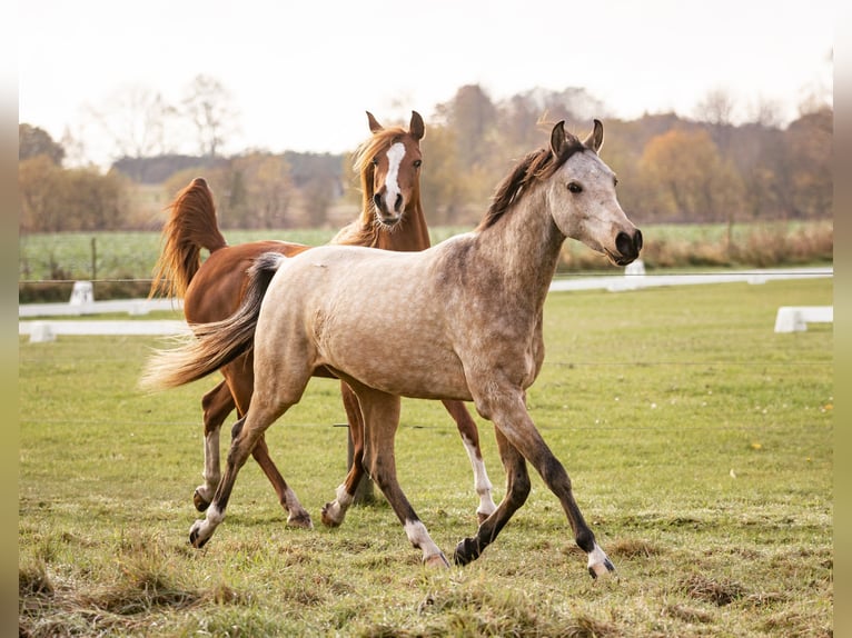 Arabian horses Mare 12 years 15,1 hh Chestnut in M&#xF8;rk&#xF8;v