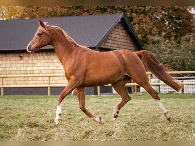 Arabian horses Mare 12 years 15,1 hh Chestnut in M&#xF8;rk&#xF8;v