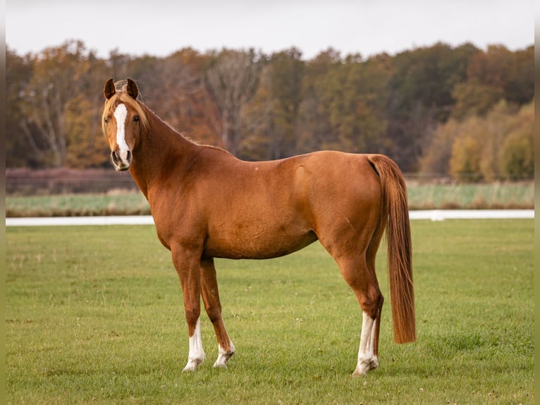 Arabian horses Mare 12 years 15,1 hh Chestnut in M&#xF8;rk&#xF8;v