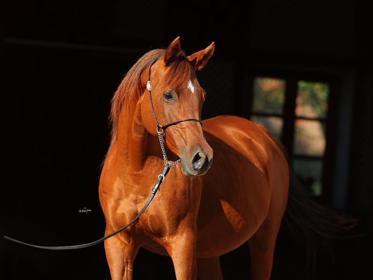Arabian horses Mare 12 years 15,1 hh Chestnut-Red in Leutershausen Arabian horses Mare 12 years 15,1 hh Chestnut-Red in Leutershausen