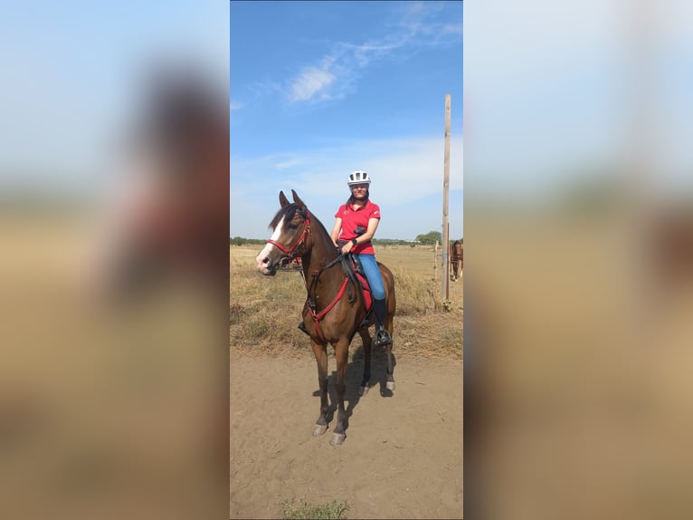 Arabian horses Mare 12 years 15,2 hh Bay in Pecs, Baranta Arabian horses Mare 12 years 15,2 hh Bay in Pecs, Baranta