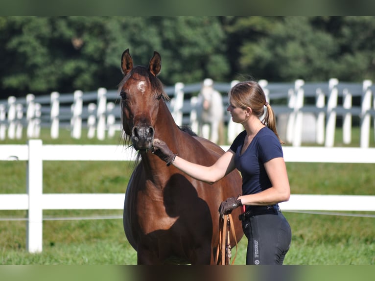 Arabian horses Mare 12 years 15,2 hh Brown in Bad Oldesloe