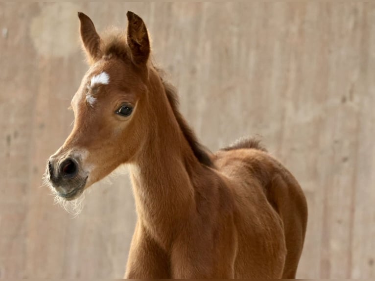 Arabian horses Mare 12 years 15,2 hh Brown in Bad Oldesloe