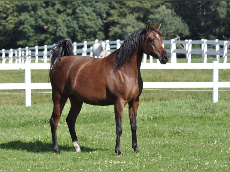 Arabian horses Mare 12 years 15,2 hh Brown in Bad Oldesloe